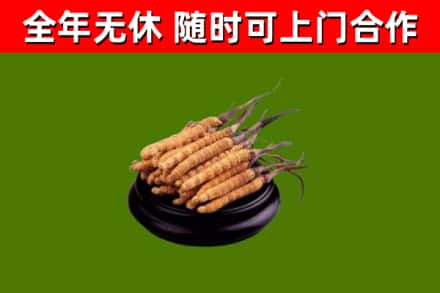 遂宁市回收冬虫夏草